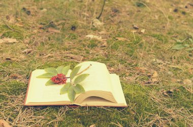 Çimenlerin üzerinde açık bir kitap bir şube çilek ile süslenmiş.