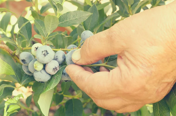 Eller mavi Karpuzu yaban mersini bir çalı üzerinden gözyaşı.