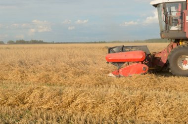 Biçerdöver - yaz sonunda hasat tarafından ekmek hasat.