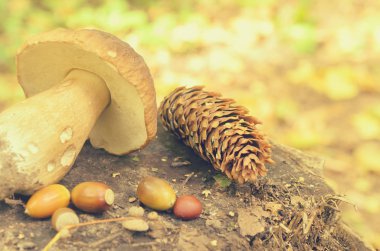 Ormandaki bir ağaç kütüğü üzerinde beyaz mantar yalan yırtılmış.