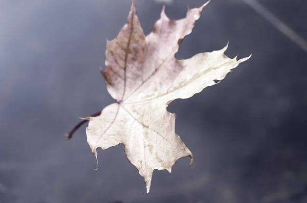 Vallende herfstbladeren van een esdoorn in het water. — Stockfoto