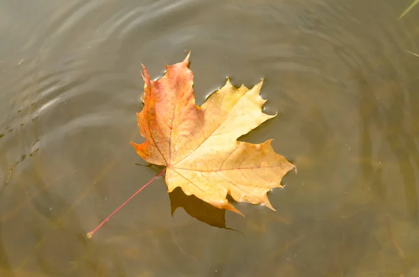 Queda de folhas de outono de um bordo na água . — Fotografia de Stock