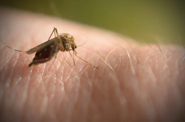 El mosquito pica en el brazo y el abdomen está lleno de sangre . — Foto de Stock