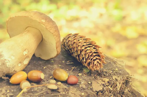 Ormandaki bir ağaç kütüğü üzerinde beyaz mantar yalan yırtılmış.