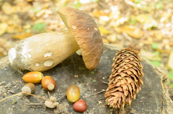 Witte champignons leugen gescheurd op een boomstronk in het bos. — Stockfoto