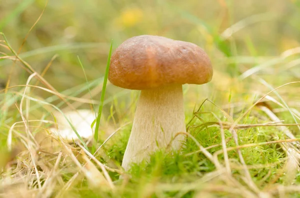 Um fungo branco jovem cresce na grama . — Fotografia de Stock