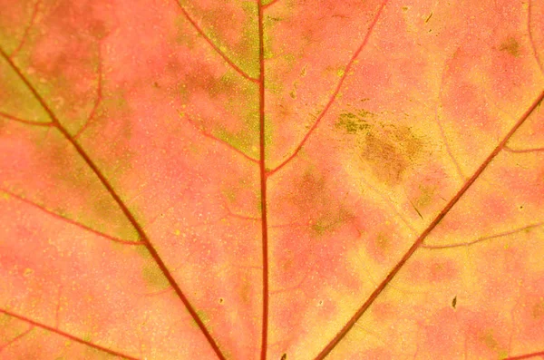 Una foglia di un albero in autunno in macro su un lucernario . — Foto Stock