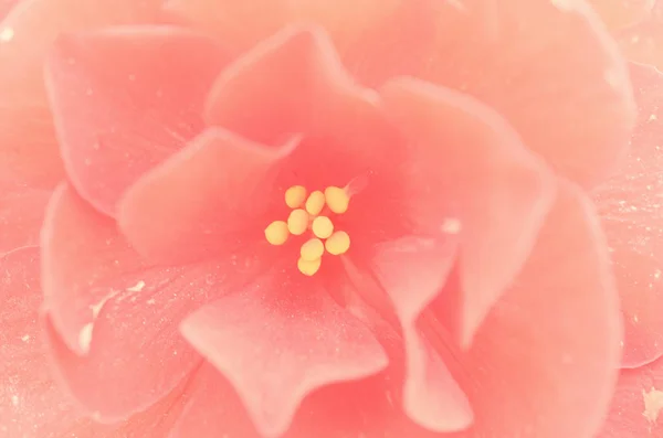 Bud revelado de flor vermelha em tonalidade diferente close-up . — Fotografia de Stock