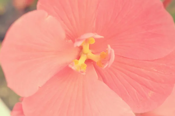 Revealed bud of red flower in different tonality close-up. — Stock Photo, Image