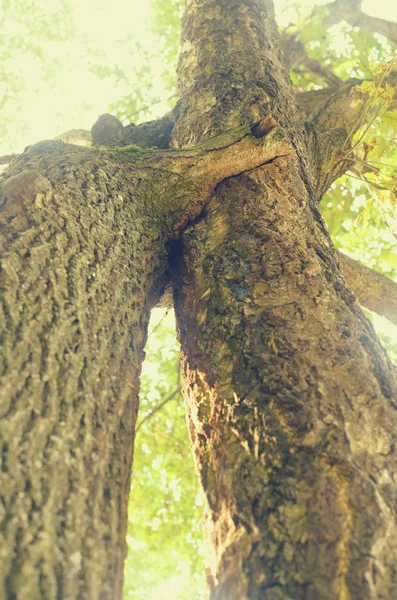 Zwei Bäume als Symbol der Liebe und Treue umarmen einander. — Stockfoto
