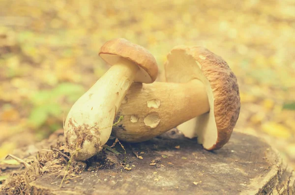 Cogumelos brancos rasgados jazem em um toco de árvore na floresta . — Fotografia de Stock