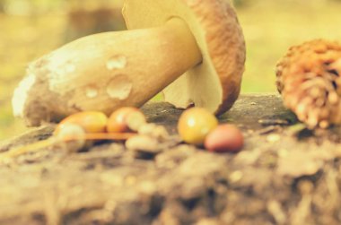 Ormandaki bir ağaç kütüğü üzerinde beyaz mantar yalan yırtılmış.