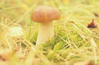 Otların arasında genç bir beyaz mantar yetişir.