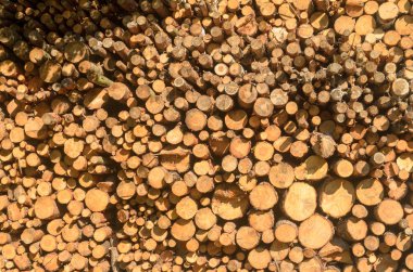 Yel değirmeninin kola ağaçlarda kesilen günlükleri dizilir.