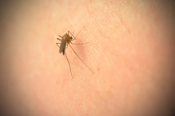The mosquito bites into the arm and the abdomen is filled with blood.