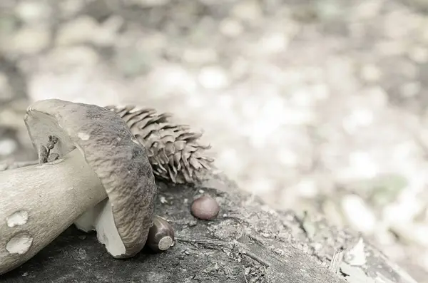 Witte champignons leugen gescheurd op een boomstronk in het bos. — Stockfoto