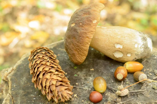 Cogumelos brancos rasgados jazem em um toco de árvore na floresta . — Fotografia de Stock