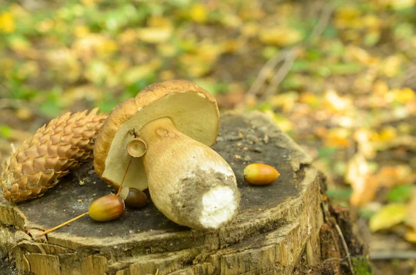 Cogumelos brancos rasgados jazem em um toco de árvore na floresta . — Fotografia de Stock