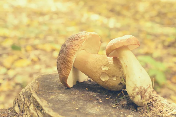 Witte champignons leugen gescheurd op een boomstronk in het bos. — Stockfoto