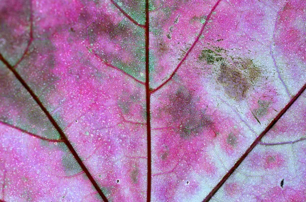 A levél egy fa őszi makróban a tetőablak. — Stock Fotó