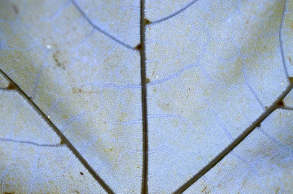 A leaf of a tree in autumn in macro on a skylight. — Stock Photo, Image