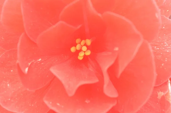 Ujawnił bud czerwony kwiat w inną tonalność zbliżenie. — Zdjęcie stockowe