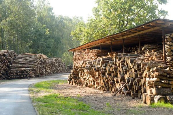 The felled logs of the trees in the sawmill are stacked. — Stock Photo, Image