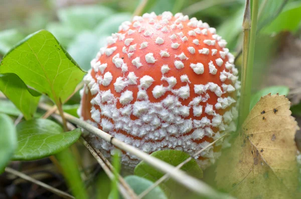 Agarros de mosca roja con manchas blancas en el bosque . —  Fotos de Stock