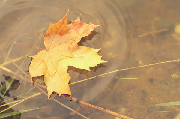 Vallende herfstbladeren van een esdoorn in het water. — Stockfoto