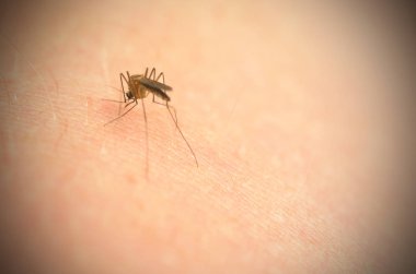 Kol Sivrisinek ısırıkları ve karın kan ile dolu.