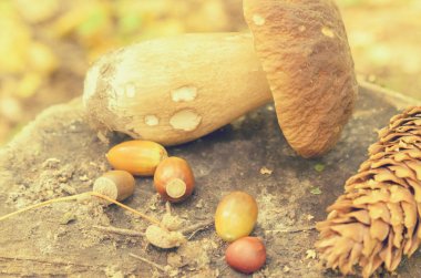 Ormandaki bir ağaç kütüğü üzerinde beyaz mantar yalan yırtılmış.