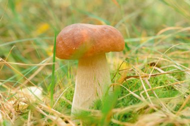 Otların arasında genç bir beyaz mantar yetişir.