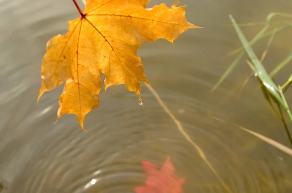 Vallende herfstbladeren van een esdoorn in het water. — Stockfoto