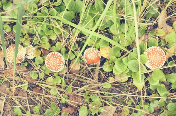 Red fly agarics with white spots in the forest. — Stock Photo, Image
