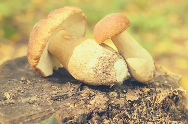 Setas blancas desgarradas yacen en un tronco de árbol en el bosque . —  Fotos de Stock