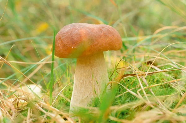 Een jonge witte schimmel groeit in het gras. — Stockfoto