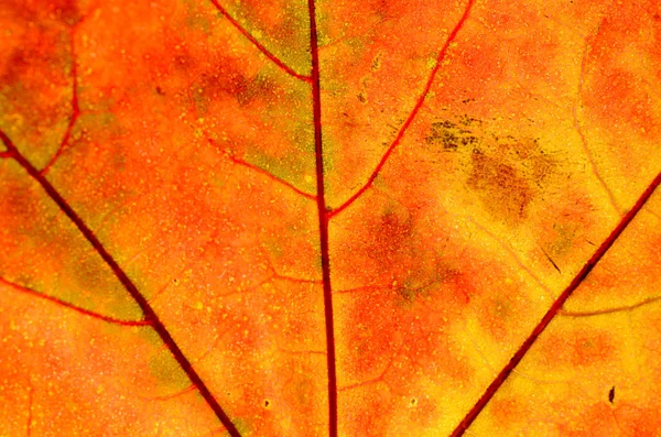 Een blad van een boom in de herfst in de macro op een dakraam. — Stockfoto
