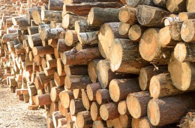 The felled logs of the trees in the sawmill are stacked. clipart