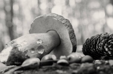 Ormandaki bir ağaç kütüğü üzerinde beyaz mantar yalan yırtılmış.