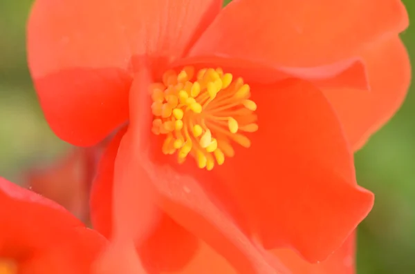 Révélé bourgeon de fleur rouge dans différentes tonalités gros plan . — Photo