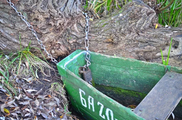 Das alte Boot wird mit einer Kette an einen Baumstamm gebunden. — Stockfoto