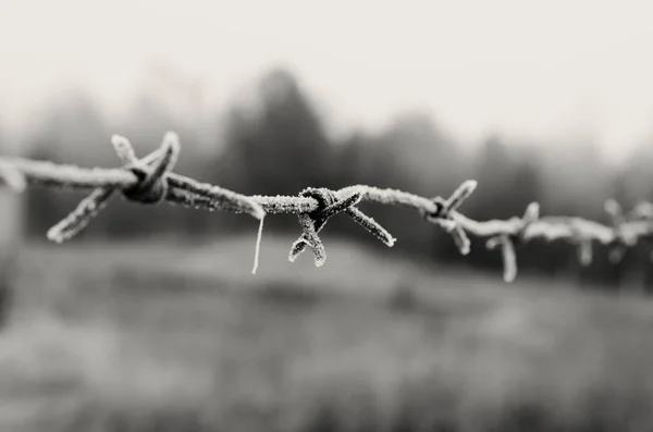 Arame farpado é um símbolo de inliberdade, privação e campos de concentração . — Fotografia de Stock