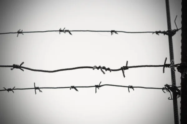 Колючий дріт символ свободи, депривації та концентраційних таборів . — стокове фото