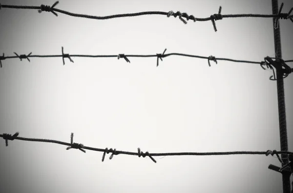 Barbed wire is a symbol of unfreedom, deprivation and concentration camps. — Stock Photo, Image