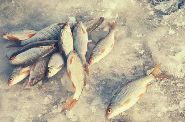 Karda kış balık yakalamak sonra yalan balık.