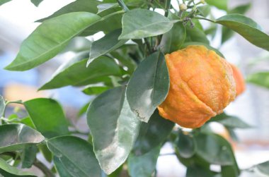 Yeşil dal kalın deri ile narenciye mandarin.