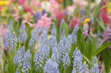 Birçok çiçek kırmızı ve sarı mavi ve beyaz.