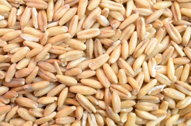 Olgun tahıl bitkileri taneleri.