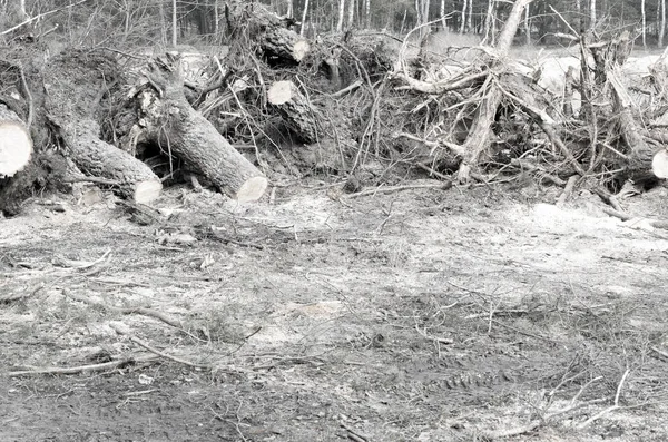 许多云杉躺在树上树桩在森林砍伐以后. — 图库照片