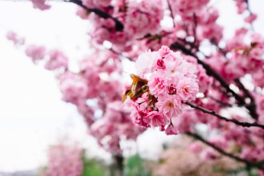 Çiçekler. Ağaçlar. Slovenya